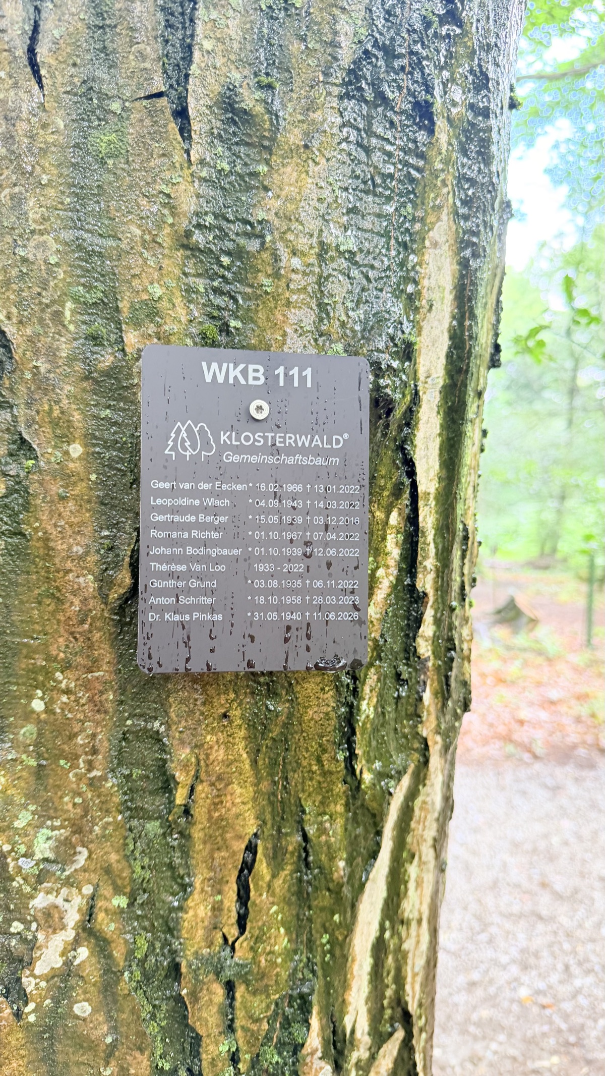 Gedenktafel WKB 111 mit dem Namen Dr. Klaus Pinkas am Stamm des Gemeinschaftsbaums